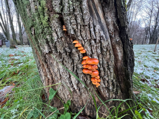 Каким будет урожай грибов летом 2026? Рождественские приметы и запреты 7 января