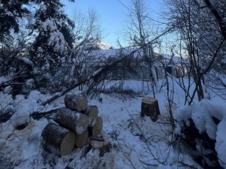 Лесничие на страже: как в Звенигороде предотвращают несчастные случаи из‑за старых деревьев