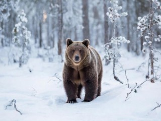 Удар по карману: что грозит браконьерам за отстрел лосей, медведей и кабанов