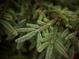 Ель в углу — бомба замедленного действия: эксперт раскрыл смертельную опасность старой новогодней елки
