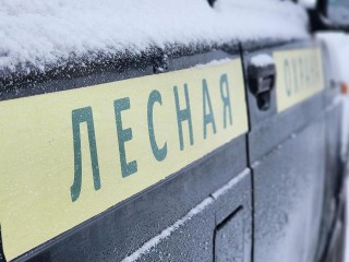 Здесь сохранят будущий лес: сеянцы сосны в Луховицах «заморозят» для предстоящей посадки