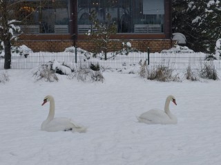 Под Звенигородом поселилась пара лебедей, охраняемых гусиным патрулем
