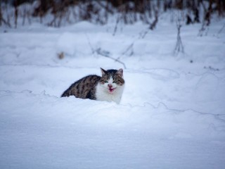 Ледяной коридор накроет юг и юго-восток Подмосковья 24 января