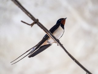 «Птица в сетке бьется и может погибнуть»: орнитолог объяснил, в чем проблема с ловушками в «Авиапарке»