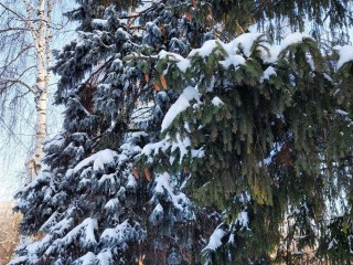 Зима наносит ответный удар: жителей Подмосковья ждут аномально холодные выходные