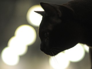 Усатый чемпион: что будет с самым красивым котом в мире из Московского региона