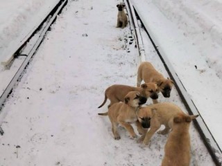 Волонтеры ищут дом щенкам, которых оставили посреди железнодорожных рельсов