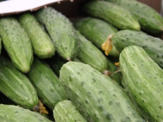 До 12 кг с квадрата: четыре гибрида огурцов, которые гарантируют полную банку солений даже в плохое лето