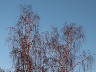 «Плачущую» березу заметили в пригороде Рузы