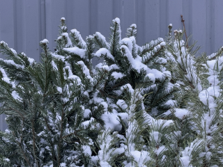 Выкинуть елку без штрафа можно на четырех площадках Серпухова