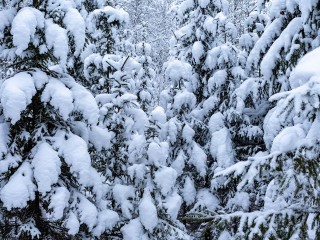 От морозных выходных к мягкому началу недели: что повлияло на погоду в Московском регионе