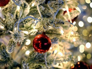 Елочные разборки: как в Подмосковье избавиться от новогодних украшений без вреда для экологии