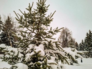 Снег накроет Москву и Подмосковье после 03:00: сколько сантиметров выпадет