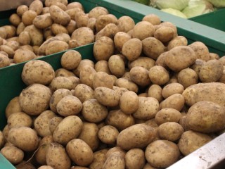 Этот картофель сажают те, кто не любит ухаживать за грядками: урожай уже через 45 дней