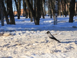 «Перешла на пеший режим»: почему нелетающую ворону не всегда надо спасать