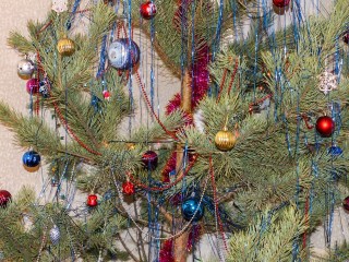 Когда стоит убирать живую елку и куда ее сдать, чтобы подарить вторую жизнь