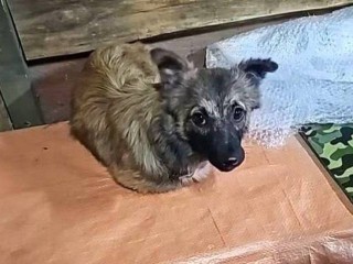 Пуха откормили и научили петь: история спасенного в Донецке щенка, который обрел семью в Мытищах