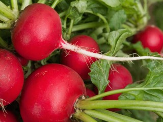 Как вырастить сочный редис на подоконнике — самый простой и быстрый способ