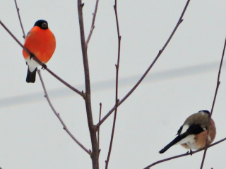 В середине зимы в Жуковский прилетели красногрудые снегири