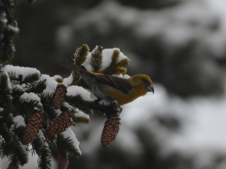 Нетленный кадр: фотоохотник из Черноголовки запечатлел Христову птицу