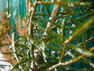 Пять адресов в Химках, где принимают новогодние елки на переработку