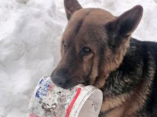 Овчарку с застрявшим в зубах ведром спасли волонтеры Ногинска