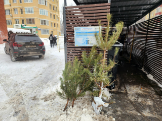 Подарить елкам вторую жизнь: в Реутове проходит экологическая акция по утилизации новогодних деревьев