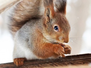 Рестораны для белок появились в парке «Яуза»: чем кормят грызунов в премиальной столовой