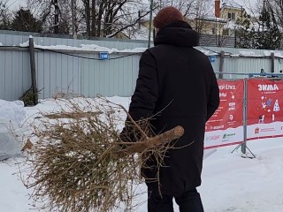 Куда выбросить елку: дмитровчанам рассказали, как превратить новогоднюю красавицу в ценный ресурс