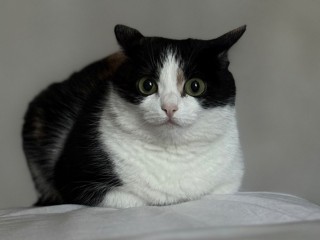 Можно ли дать святой воды коту? Ответ священников о том, как не осквернить святыню