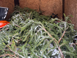 Подарите елке вторую жизнь: до 8 февраля жители Котельников могут сдать деревья на переработку