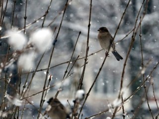 Снега не навалит в Подмосковье, но резко похолодает именно в этот день