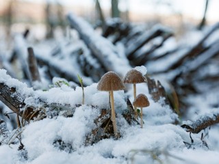 Сильвестров день: зачем 15 января на дверях мелом рисуют кресты