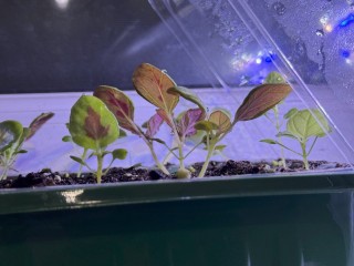 Можно ли начинать посев рассады в январе, если очень хочется? Лунный календарь подскажет ответ