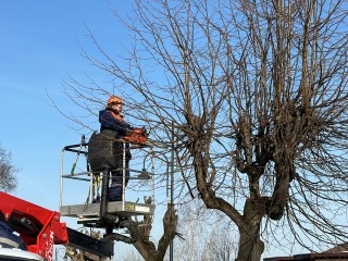 Энергетики займутся обрезкой деревьев и ремонтом сетей в Пушкино 20 января