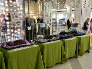 Десять животных нашли новых хозяев на благотворительной выставке в Люберцах