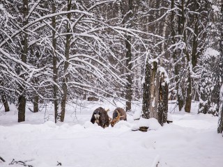 «Любителей соли» обнаружили на дороге под Истрой