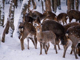 Ваша «доброта» их убивает: эксперт объяснил, почему прикорм диких животных оборачивается бедой для всех