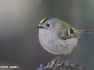 Фотограф в Одинцове запечатлел птиц, которые стали «пушистыми шариками»