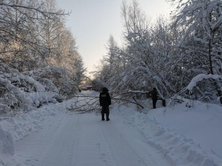 Лесники предотвратили беду: зачем в Истринском округе экстренно пилят деревья в разгар зимы