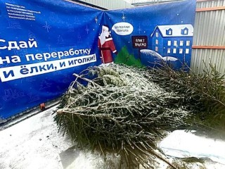 Елки в Истре пойдут на щепу и корм животным: куда везти свое новогоднее дерево