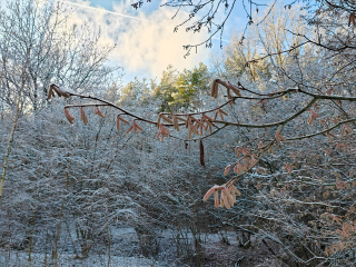 Народные приметы Федосеева дня: по погоде 24 января судили об урожае и весне