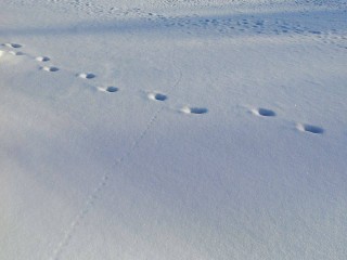 Для расследования странного ДТП в «Лосином острове» привлекли следопытов