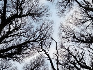 Тайная магия Сильвестрова дня: древние запреты Куриного праздника и роковая ошибка, которая может лишить вас счастья и денег