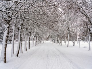 За рекламу на деревьях оштрафуют на ₽300 тысяч