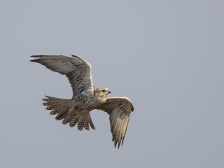 Неожиданный гость в Бронницах: сокол залетел в квартиру!