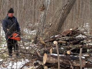 Не руби с плеча: как получить разрешение на спил деревьев и не получить штраф