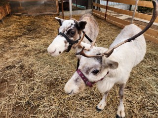 Северные олени на ферме под Солнечногорском наслаждаются зимним сезоном и ягодными угощениями