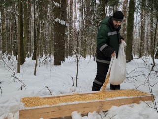 Оленей и кабанов в Лосином острове балуют самым вкусным лакомством