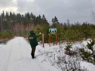 Срубил он нашу елочку: что грозит трем нарушителям, пойманным с поличным в подмосковных лесах